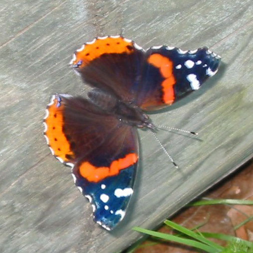 Red Admiral