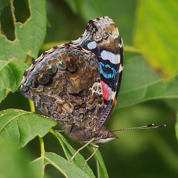 Red Admiral