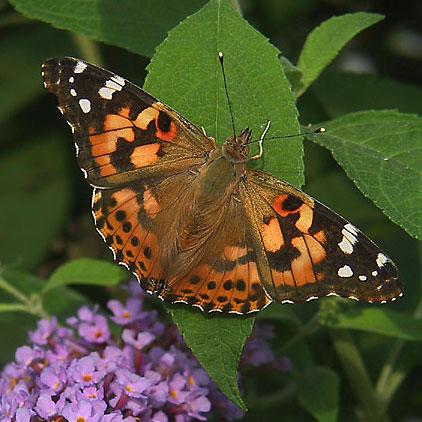 Painted Lady