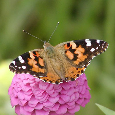 Painted Lady