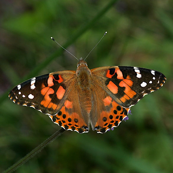 Painted Lady