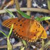 Gulf Fritillary