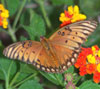 Gulf Fritillary