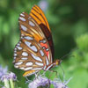 Gulf Fritillary