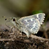 Pepper-and-salt Skipper
