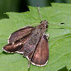 Pepper-and-salt Skipper