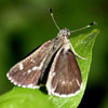 Pepper-and-salt Skipper