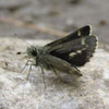 Pepper-and-salt Skipper