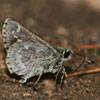 Pepper-and-salt Skipper