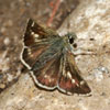 Pepper-and-salt Skipper