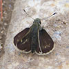 Pepper-and-salt Skipper