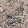 Pepper-and-salt Skipper
