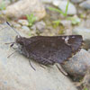 Common Roadside Skipper