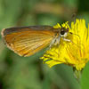 Least Skipper