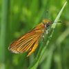 Least Skipper