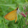 Least Skipper