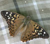 Hackberry Emperor