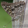 Hackberry Emperor
