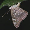Hackberry Emperor