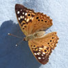 Hackberry Emperor