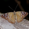 Hackberry Emperor
