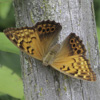 Tawny Emperor