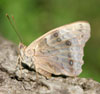 Tawny Emperor