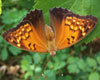 Tawny Emperor