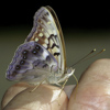 Tawny Emperor