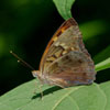 Tawny Emperor
