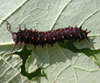 Pipevine Swallowtail