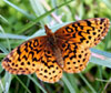 Meadow Fritillary