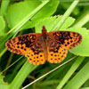 Meadow Fritillary