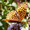 Meadow Fritillary