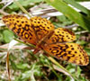 Meadow Fritillary