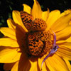 Meadow Fritillary