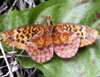 Meadow Fritillary