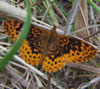 Meadow Fritillary
