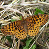 Meadow Fritillary