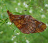 Meadow Fritillary
