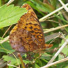 Meadow Fritillary