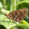 Silver-bordered Fritillary