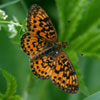 Silver-bordered Fritillary