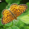 Silver-bordered Fritillary