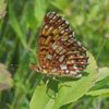 Silver-bordered Fritillary