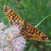 Silver-bordered Fritillary