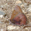 Brown Elfin