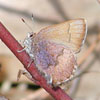 Brown Elfin