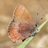 Brown Elfin