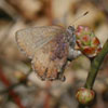 Brown Elfin